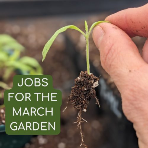 Jobs for March garden